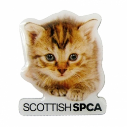 kitten pin badge